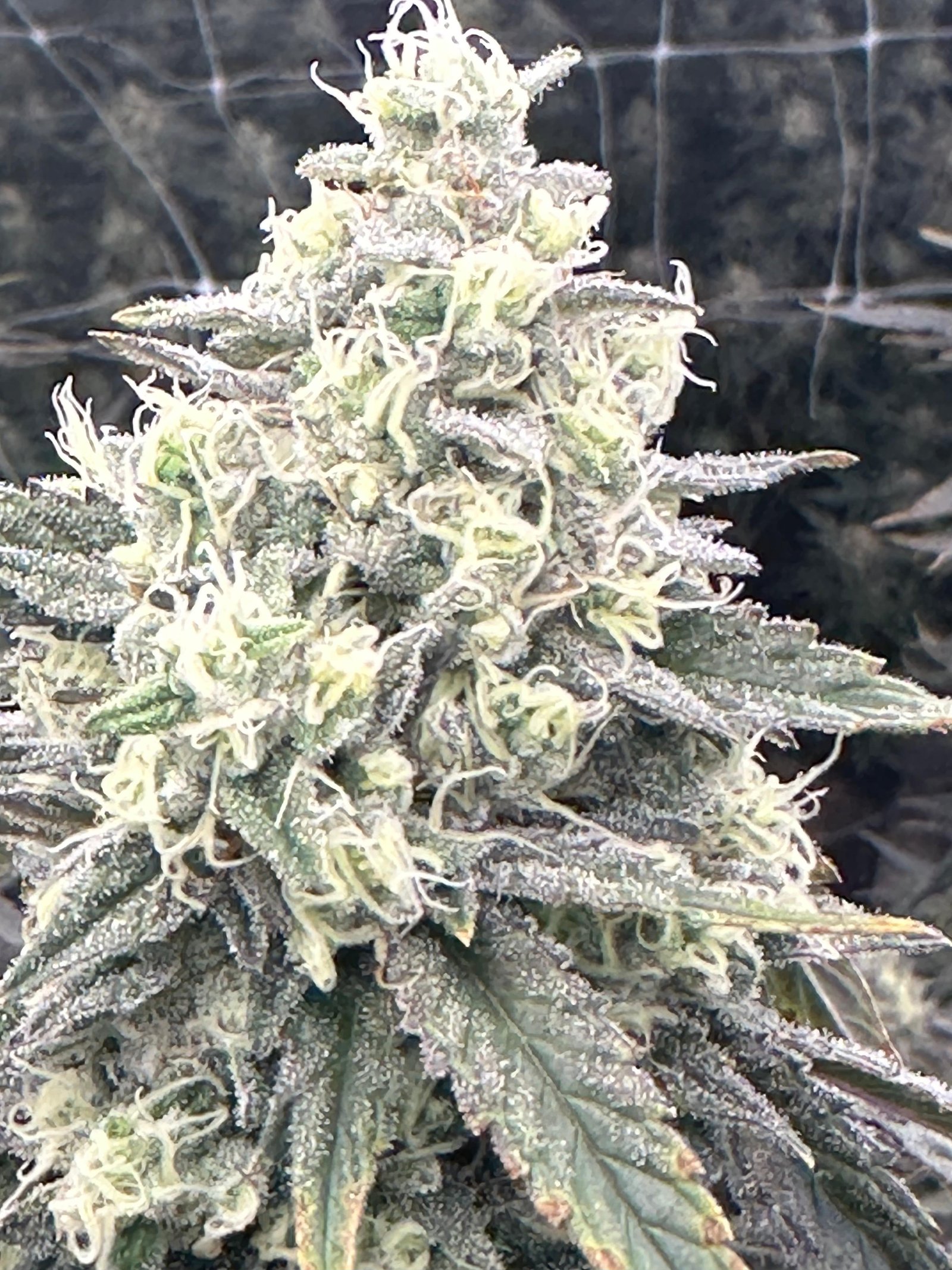 Bud Image 5